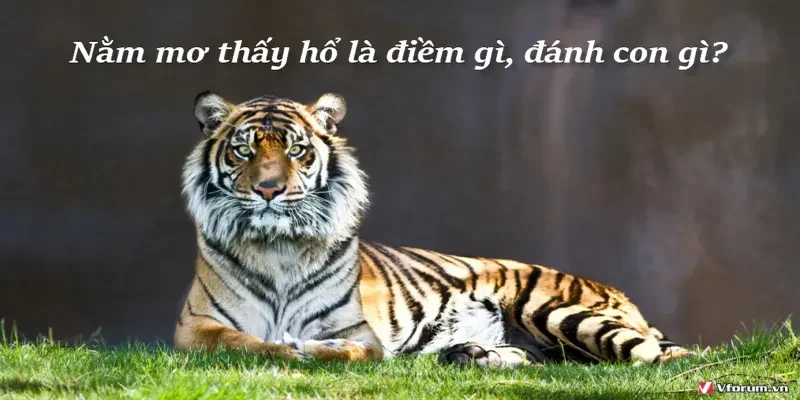 Mơ thấy hổ thì nên đánh số đề con gì?