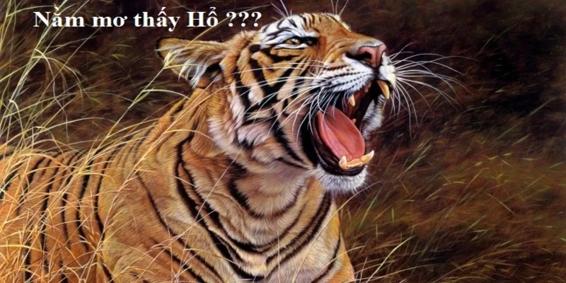 mơ thấy hổ