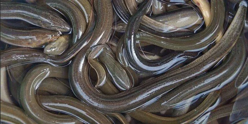 Ngủ mơ gặp lươn chui vào hang